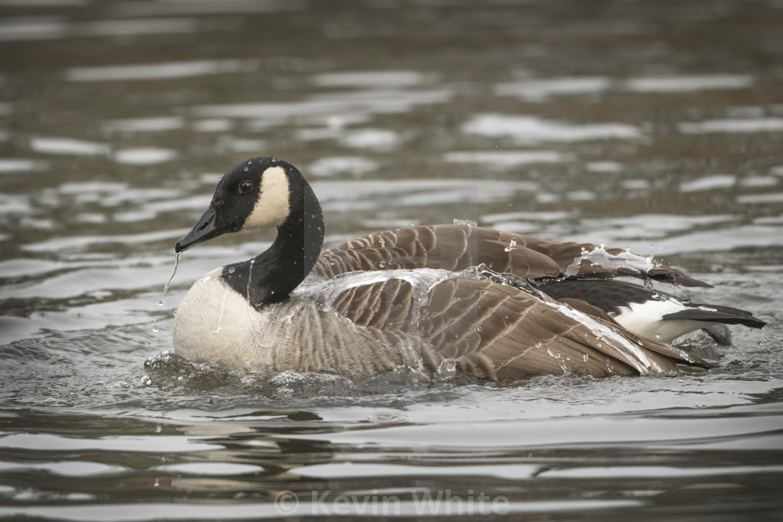 Canada goose winnipeg usa discount